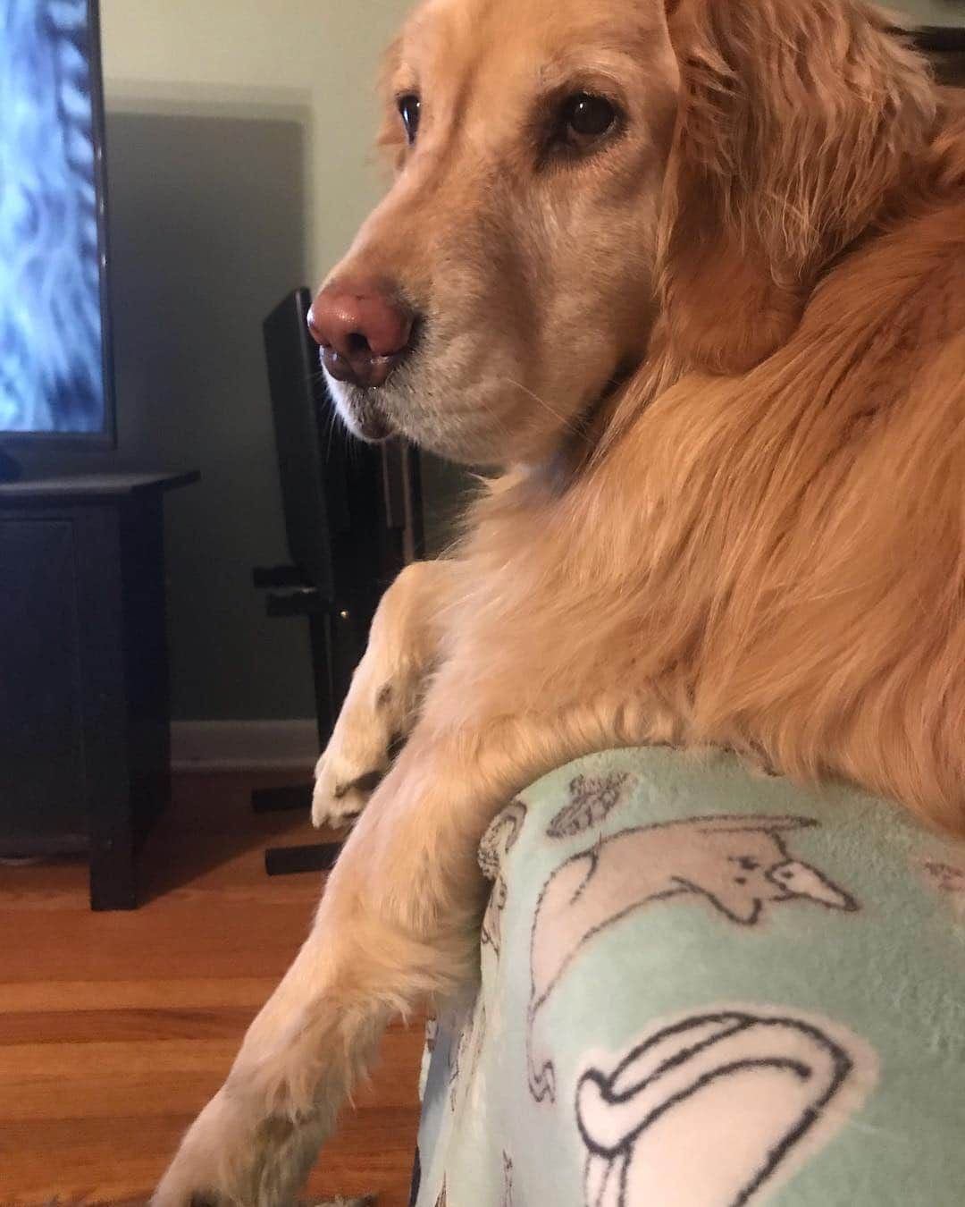 モヒートさんのインスタグラム写真 - (モヒートInstagram)「Not begging for popcorn. Nope. ------------------------------- #goldensofig #goldenretriever  #goldenretrieversofinstagram #betterwithpets #dogsofig  #dogsofinstagram #fluffypack #gloriousgoldens #welovegoldens #ilovemydog #goldenlife #bestwoof #ProPlanDog #ilovegolden_retrievers #mydogiscutest #retrieversgram #dogsofcle」4月5日 11時56分 - mojito_rose_family