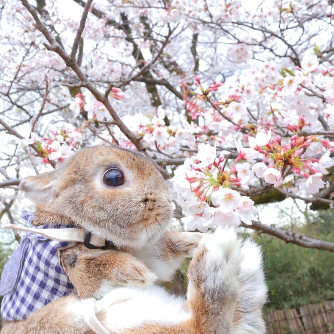 うー & なー ❤️ウチムラさんのインスタグラム写真 - (うー & なー ❤️ウチムラInstagram)「* 実はウ〜ちゃんバージョンも💕 って、ウ〜ちゃん何か食べてる😂！！！ * #bunny #rabbit #kiwi #bigeyes #animal #coala #pets #bunnystagram #rabbitstagram #動物 #うさぎ #キウイ #コアラ #タワシ #もうすぐ9歳 #シニア#うさぎのウチムラ #ミニウサギ#canonEOSM100」4月5日 11時56分 - uu_una_mina