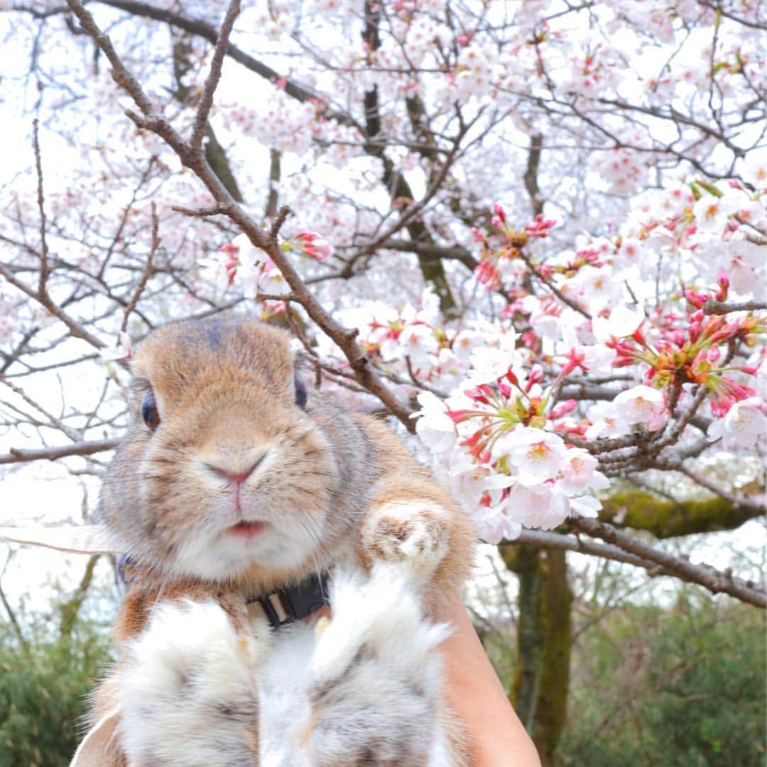 うー & なー ❤️ウチムラさんのインスタグラム写真 - (うー & なー ❤️ウチムラInstagram)「* 実はウ〜ちゃんバージョンも💕 って、ウ〜ちゃん何か食べてる😂！！！ * #bunny #rabbit #kiwi #bigeyes #animal #coala #pets #bunnystagram #rabbitstagram #動物 #うさぎ #キウイ #コアラ #タワシ #もうすぐ9歳 #シニア#うさぎのウチムラ #ミニウサギ#canonEOSM100」4月5日 11時56分 - uu_una_mina
