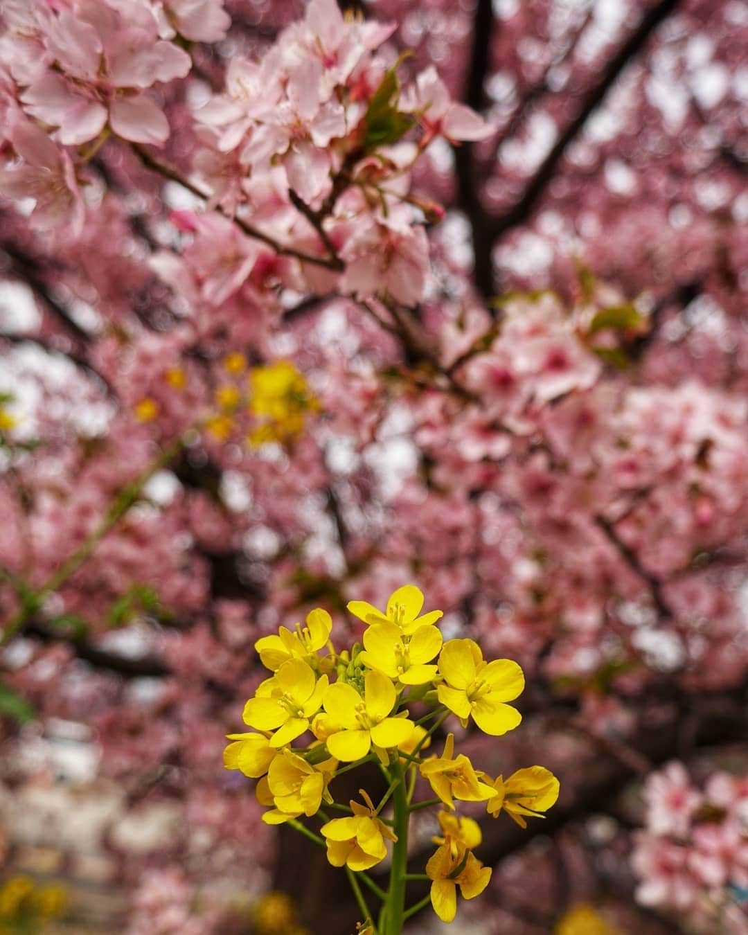 芳美リンさんのインスタグラム写真 - (芳美リンInstagram)「#桜色　の#ネイル　に♥  びっくりするくらいすぐ乾く！ いつも乾き途中で動いちゃってミスるので、これはありがたい。  船旅中にお直しできるように持っていこっと。  剥げにくそうなので、アウトドアの時でも良さそう。  ネイルホリックのフローズンシュガーPK860を使いました。  春らしい色にきゅんきゅん。  @nailholic_kose #PR #kose  #nailholic_kose #ネイルホリック #お花見#桜#sakura#マニキュア #コスメ#セルフネイル」4月5日 11時53分 - lynn.lynn5