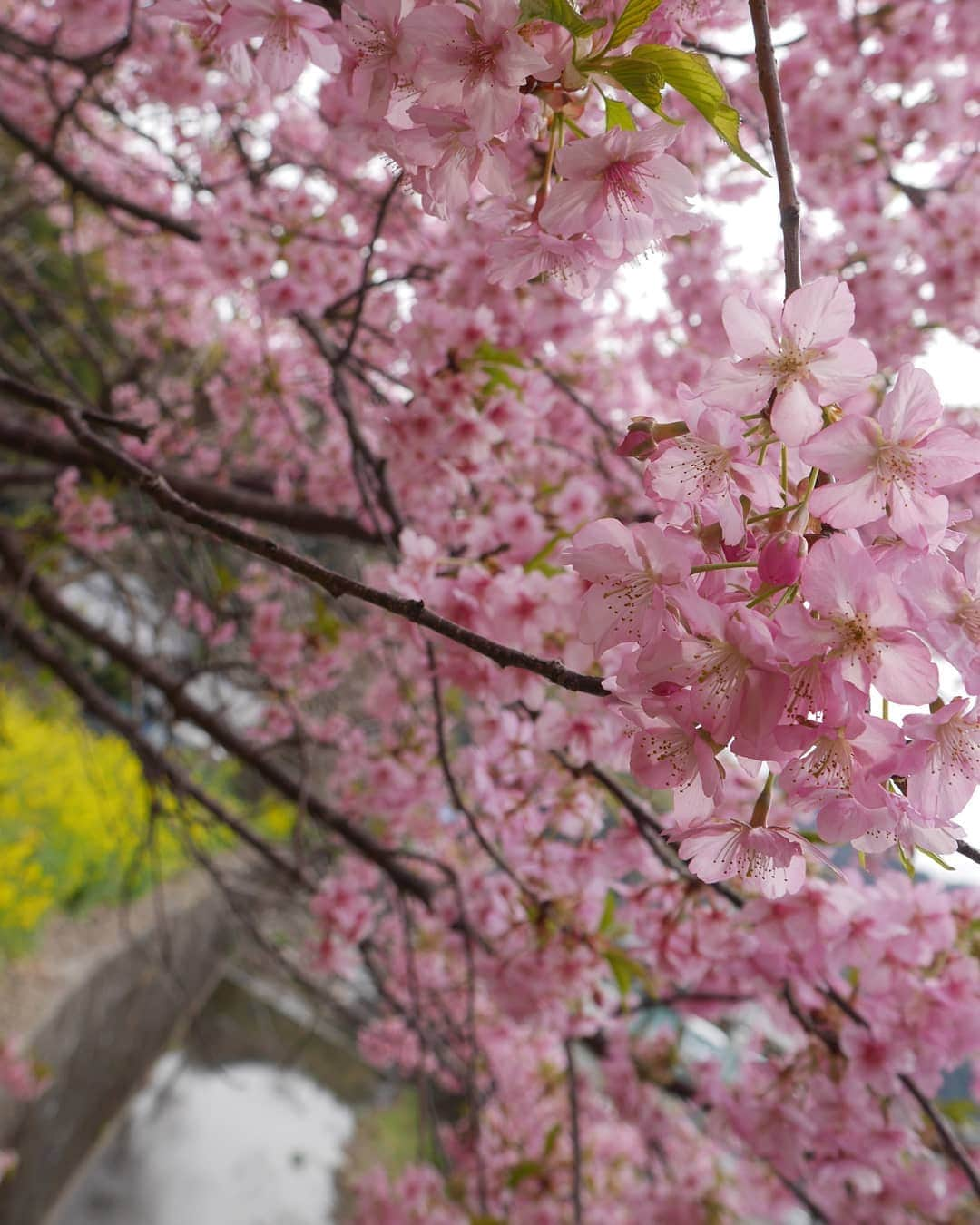 芳美リンさんのインスタグラム写真 - (芳美リンInstagram)「#桜色　の#ネイル　に♥  びっくりするくらいすぐ乾く！ いつも乾き途中で動いちゃってミスるので、これはありがたい。  船旅中にお直しできるように持っていこっと。  剥げにくそうなので、アウトドアの時でも良さそう。  ネイルホリックのフローズンシュガーPK860を使いました。  春らしい色にきゅんきゅん。  @nailholic_kose #PR #kose  #nailholic_kose #ネイルホリック #お花見#桜#sakura#マニキュア #コスメ#セルフネイル」4月5日 11時53分 - lynn.lynn5