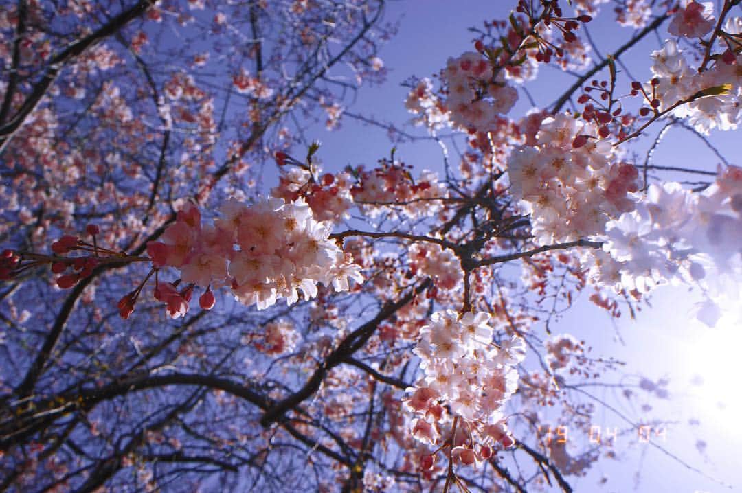 しじみさんのインスタグラム写真 - (しじみInstagram)「桜🌸」4月5日 11時53分 - amcche