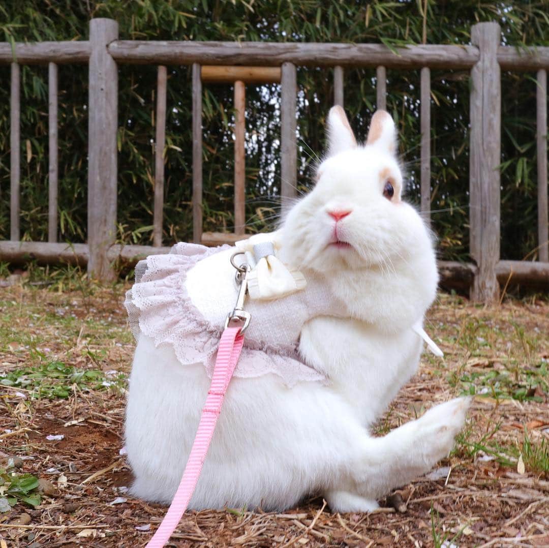 うー & なー ❤️ウチムラさんのインスタグラム写真 - (うー & なー ❤️ウチムラInstagram)「* 木に乗っているように見える✨ 木ではなく、岩に乗っています🌳 *  #bunny #rabbit  #animal  #動物 #うさぎ #canonEOSM100」4月5日 12時00分 - uu_una_mina