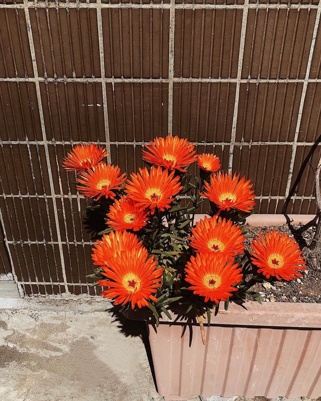 大屋夏南さんのインスタグラム写真 - (大屋夏南Instagram)「Have a beautiful day ❤️ 今日あったかいね☀️素敵な1日なりますように🌼 ・ ・ #flowers #flowerstagram」4月5日 12時00分 - __kana_oya__