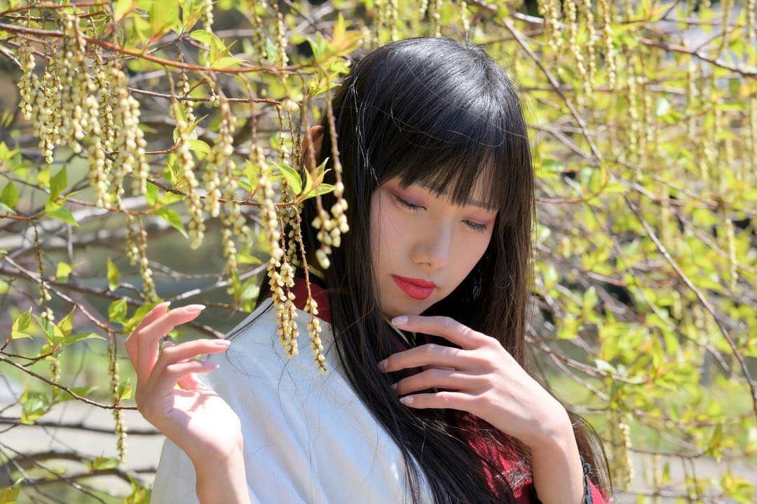のインスタグラム：「桜も綺麗だけど、キブシも撮ってきたよ！よき😍✨ . #マシュマロ撮影会 #神楽坂 #キブシ #着物 #portrait #portraitphotography #good_portraits_world #lovers_nippon_portrait #portraits #jp_portrait部 #三つ編み #photography #写真好きな人と繋がりたい #ファインダー越しの私の世界 #instagood #fashion #photographer #photooftheday #東京カメラ部 #tokyocameraclub  #ポートレートしま専科 #japanesegirl #followme #ig_japan  #kawaiigirl #インスタグラマー #春コーデ  #sakura #sakura🌸 #今日のコーデ」