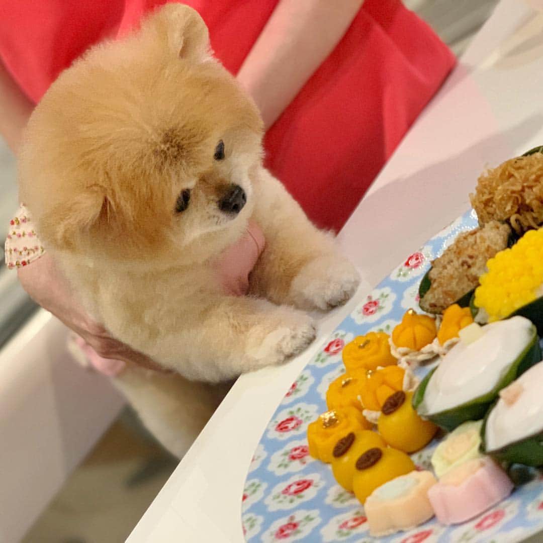 Ella Chuffyのインスタグラム：「What should I eat first??!? #thaidessert . . . . . . . #ellachuffy #pet #petstagram #pomeranianpage #pomeraniansofinstagram #teacuppoms #cutedogs #pomeranian_lovers #pomeranianlife #pomeranianworld #teddybeardog #pomeranian #puppylove #aplacetolovedogs #dogoftheday #justpomeranians #fluffypack #dogoftheday #anmlsposts #thedailypompom #picoftheday #iflmdog #犬 #狗 #everydaydoglover #yummy」