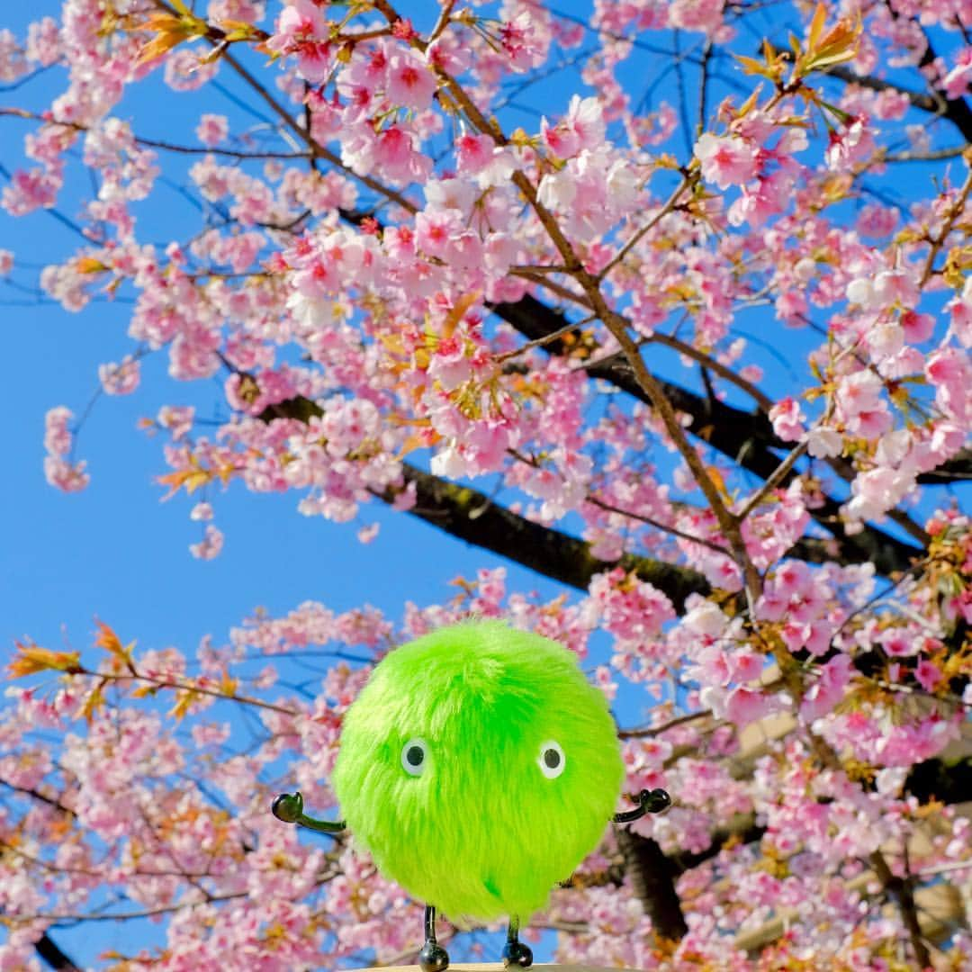 SUUMO公式アカウントさんのインスタグラム写真 - (SUUMO公式アカウントInstagram)「🌸🌸🌸 #桜 #さくら #sakura #春 #spring #お花見 #スーモ #SUUMO」4月5日 12時04分 - suumo_official