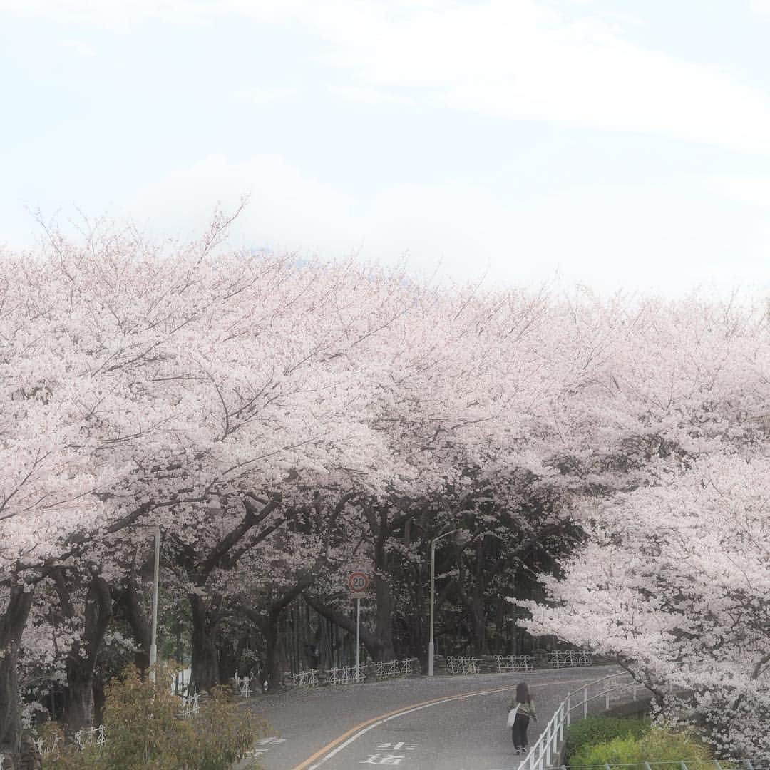 福岡女子短期大学さんのインスタグラム写真 - (福岡女子短期大学Instagram)「@福岡女子短期大学 今日から前期講義がスタートしました🌷キャンパス内で友達と待ち合わせをしている人、楽しく話しながらキャンパスに向かう人、福女短の日常が戻ってきました🎀 . #福女短　#福岡女子短期大学　#前期　#スタート　＃サクラ⁠ ⁠ #福岡女子短期大学 #福女短 #太宰府　#新入生　#新1年生　#新入学生　#オリエンテーション　#学校が始まる　#短期大学　#大学　 #女子大生　#写真好きな人と繋がりたい　#講義開始 #キャンパス　#普段着 #ナチュラルコーデ #大学生コーデ #着回し #着回しコーデ #春コーデ　#クラスメイト #通学コーデ 　#学生  #福女短スナップ #4月5日 #スナップ写真 #スナップショット  #アオハル . ======[ 資料請求 ]====== ． 福岡女子短期大学の資料請求（大学案内・入試要項など）を無料送付中です。お気軽に申し込みください。 . 子ども学科/健康栄養学科 音楽科/文化教養学科 ． 福岡女子短期大学 住所：‪福岡県太宰府市五条四丁目16番1号‬ tel：‪092-922-4034‬（代表） ‪092-922-1491（入試広報課）‬ . ====== ====== ======」4月5日 12時08分 - fukuoka_wjc