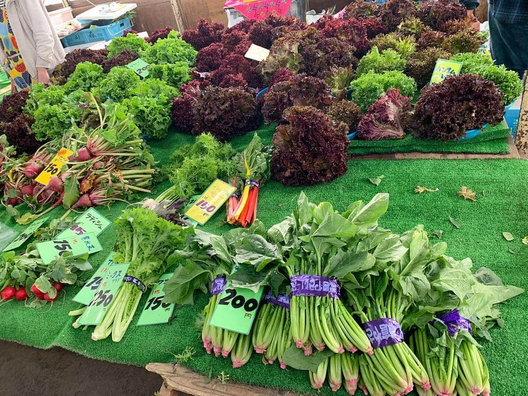 高松いくさんのインスタグラム写真 - (高松いくInstagram)「鎌倉朝市🥕🐰 パクチー新品種✨ 試食してとっっても美味しくて もちろん買いました😋 野菜たっっぷり買えた朝☀️ 1人じゃ食べきれないから🤣 調理してタッパーに🤔 おばあちゃんにおすそ分け👵 何作ろう🤤  #野菜 #🥕 #🥑 #🥬 #鎌倉野菜 #パクチー #新品種 #ナリー  #朝採れ #新鮮 #安い #美味しい  #湘南 #海 #山 #緑 #vegetable #sea #seasidecity」4月5日 12時09分 - iku_takamatsu_trip_sup_yoga