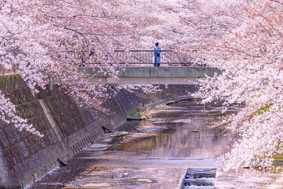 詩歩さんのインスタグラム写真 - (詩歩Instagram)「🌸﻿ ﻿ 川沿いに立ち並ぶ400本ソメイヨシノ。 Long cherry blossom street along with the river in Tokyo!! ﻿ ﻿ 東京と神奈川の県境にある町田市にあります。﻿ 最寄のJR成瀬駅から歩いて10分弱の好アクセス🚃💨﻿ ﻿ 数キロに渡る桜並木はいろんな見方が楽しめて、﻿ 橋の上から桜を見下ろすのものし、川に降りて下から桜を見上げるもよし🙆‍♀️﻿ ﻿ #目黒川 と似た雰囲気がありました📸﻿ ﻿ 桜を目の前にしたお花見カフェもあって、歩道をお散歩しながらゆっくり楽しめたよ〜🍡﻿ 今週末がちょうど見頃になりそうです😊🌸﻿ ﻿ ﻿ ﻿ #shiho_tokyo﻿ 📸 3rd April 2019﻿ 📍恩田川 桜並木／東京都 町田市﻿ 📍Ondagawa-river／Tokyo Japan﻿ ﻿ ©︎Shiho/詩歩」4月5日 12時22分 - shiho_zekkei