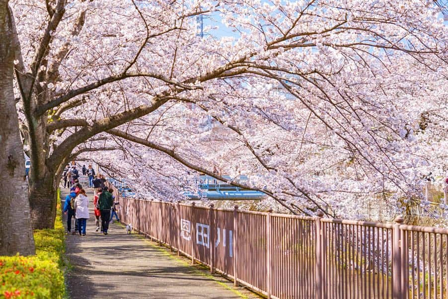 詩歩さんのインスタグラム写真 - (詩歩Instagram)「🌸﻿ ﻿ 川沿いに立ち並ぶ400本ソメイヨシノ。 Long cherry blossom street along with the river in Tokyo!! ﻿ ﻿ 東京と神奈川の県境にある町田市にあります。﻿ 最寄のJR成瀬駅から歩いて10分弱の好アクセス🚃💨﻿ ﻿ 数キロに渡る桜並木はいろんな見方が楽しめて、﻿ 橋の上から桜を見下ろすのものし、川に降りて下から桜を見上げるもよし🙆‍♀️﻿ ﻿ #目黒川 と似た雰囲気がありました📸﻿ ﻿ 桜を目の前にしたお花見カフェもあって、歩道をお散歩しながらゆっくり楽しめたよ〜🍡﻿ 今週末がちょうど見頃になりそうです😊🌸﻿ ﻿ ﻿ ﻿ #shiho_tokyo﻿ 📸 3rd April 2019﻿ 📍恩田川 桜並木／東京都 町田市﻿ 📍Ondagawa-river／Tokyo Japan﻿ ﻿ ©︎Shiho/詩歩」4月5日 12時22分 - shiho_zekkei