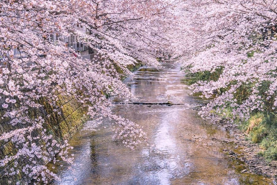 詩歩さんのインスタグラム写真 - (詩歩Instagram)「🌸﻿ ﻿ 川沿いに立ち並ぶ400本ソメイヨシノ。 Long cherry blossom street along with the river in Tokyo!! ﻿ ﻿ 東京と神奈川の県境にある町田市にあります。﻿ 最寄のJR成瀬駅から歩いて10分弱の好アクセス🚃💨﻿ ﻿ 数キロに渡る桜並木はいろんな見方が楽しめて、﻿ 橋の上から桜を見下ろすのものし、川に降りて下から桜を見上げるもよし🙆‍♀️﻿ ﻿ #目黒川 と似た雰囲気がありました📸﻿ ﻿ 桜を目の前にしたお花見カフェもあって、歩道をお散歩しながらゆっくり楽しめたよ〜🍡﻿ 今週末がちょうど見頃になりそうです😊🌸﻿ ﻿ ﻿ ﻿ #shiho_tokyo﻿ 📸 3rd April 2019﻿ 📍恩田川 桜並木／東京都 町田市﻿ 📍Ondagawa-river／Tokyo Japan﻿ ﻿ ©︎Shiho/詩歩」4月5日 12時22分 - shiho_zekkei