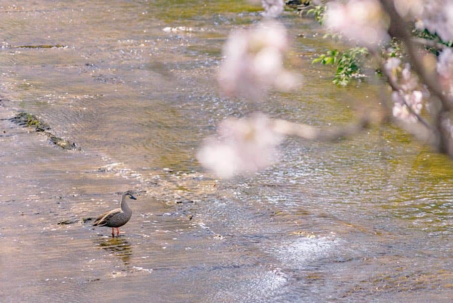 詩歩さんのインスタグラム写真 - (詩歩Instagram)「🌸﻿ ﻿ 川沿いに立ち並ぶ400本ソメイヨシノ。 Long cherry blossom street along with the river in Tokyo!! ﻿ ﻿ 東京と神奈川の県境にある町田市にあります。﻿ 最寄のJR成瀬駅から歩いて10分弱の好アクセス🚃💨﻿ ﻿ 数キロに渡る桜並木はいろんな見方が楽しめて、﻿ 橋の上から桜を見下ろすのものし、川に降りて下から桜を見上げるもよし🙆‍♀️﻿ ﻿ #目黒川 と似た雰囲気がありました📸﻿ ﻿ 桜を目の前にしたお花見カフェもあって、歩道をお散歩しながらゆっくり楽しめたよ〜🍡﻿ 今週末がちょうど見頃になりそうです😊🌸﻿ ﻿ ﻿ ﻿ #shiho_tokyo﻿ 📸 3rd April 2019﻿ 📍恩田川 桜並木／東京都 町田市﻿ 📍Ondagawa-river／Tokyo Japan﻿ ﻿ ©︎Shiho/詩歩」4月5日 12時22分 - shiho_zekkei