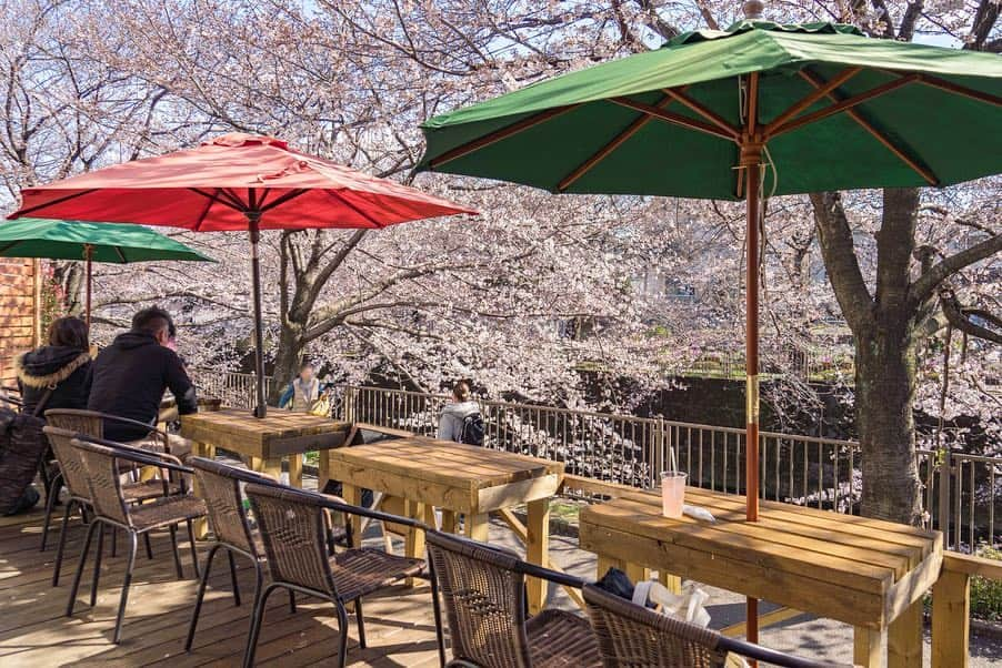 詩歩さんのインスタグラム写真 - (詩歩Instagram)「🌸﻿ ﻿ 川沿いに立ち並ぶ400本ソメイヨシノ。 Long cherry blossom street along with the river in Tokyo!! ﻿ ﻿ 東京と神奈川の県境にある町田市にあります。﻿ 最寄のJR成瀬駅から歩いて10分弱の好アクセス🚃💨﻿ ﻿ 数キロに渡る桜並木はいろんな見方が楽しめて、﻿ 橋の上から桜を見下ろすのものし、川に降りて下から桜を見上げるもよし🙆‍♀️﻿ ﻿ #目黒川 と似た雰囲気がありました📸﻿ ﻿ 桜を目の前にしたお花見カフェもあって、歩道をお散歩しながらゆっくり楽しめたよ〜🍡﻿ 今週末がちょうど見頃になりそうです😊🌸﻿ ﻿ ﻿ ﻿ #shiho_tokyo﻿ 📸 3rd April 2019﻿ 📍恩田川 桜並木／東京都 町田市﻿ 📍Ondagawa-river／Tokyo Japan﻿ ﻿ ©︎Shiho/詩歩」4月5日 12時22分 - shiho_zekkei