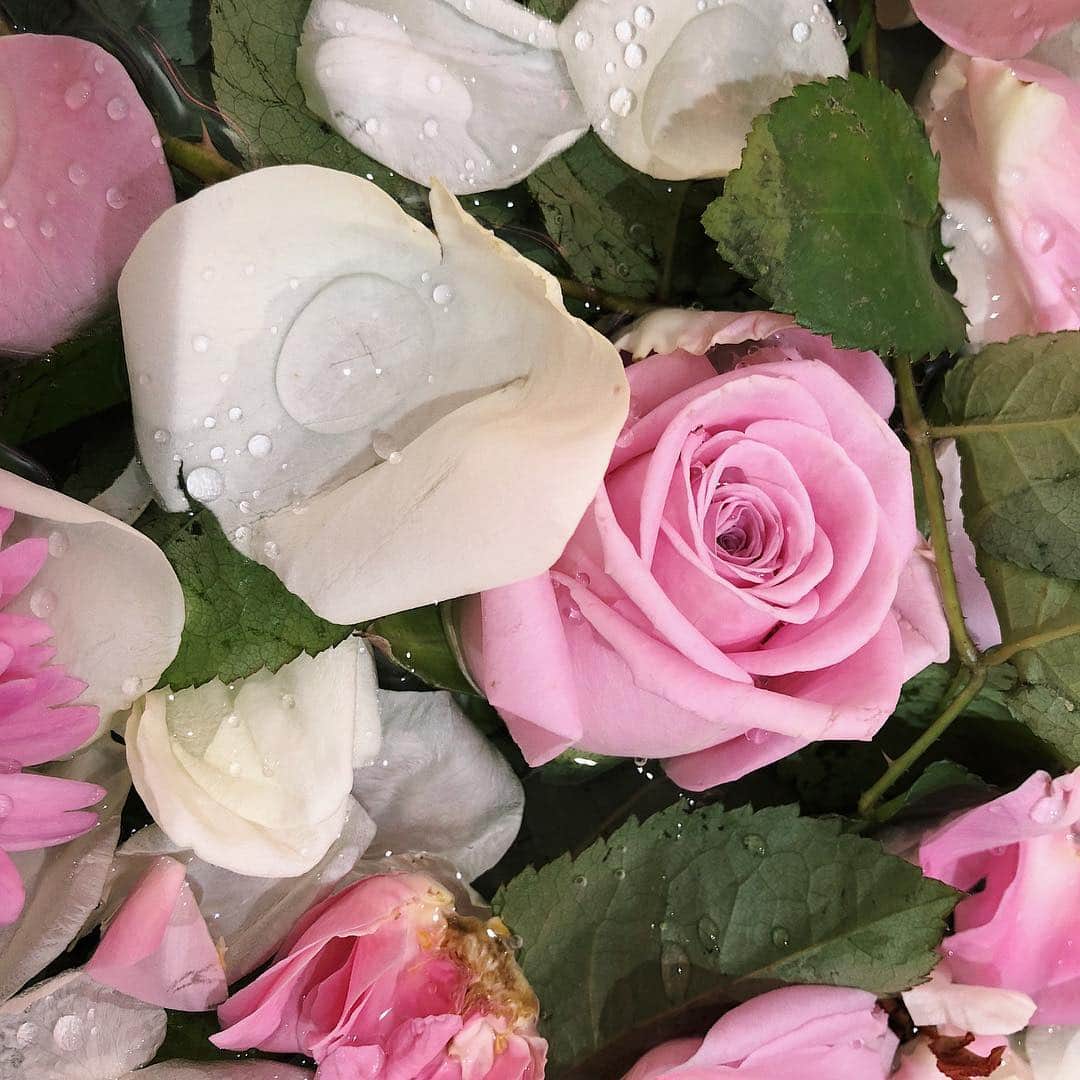 のインスタグラム：「、 、 #バラ #花」