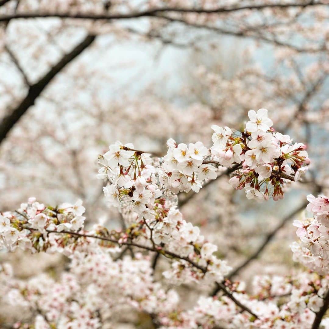川原亜矢子のインスタグラム：「Bon fête sous les cerisiers 🌸  #cherryblossoms #sakura #spring #sakura #redoute #桜 #春 #ルドゥテ」