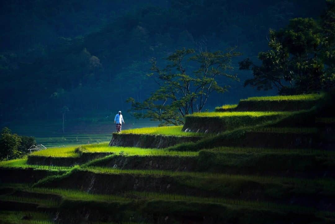 Canon Asiaさんのインスタグラム写真 - (Canon AsiaInstagram)「“This was shot at Trawas, East Java, Indonesia. Many beautiful rice fields can be found there as majority of the East Java population are farmers. With that, I believe that the beauty of Trawas Mojokerto lies within the rice fields there.” • Direct your viewers' eyes 👀 to the subject of your shot by incorporating a spotlight effect in your photograph. You can do this by making use of the strong sun beams 🌞 that may be shining on your subject, just like how it is on the subject in @okyarisandi’s shot. • 📷 Image by @okyarisandi shot using the Canon EOS 5D Mark II |Canon EF 70-200mm f/2.8L USM | f/2.8 | ISO 320 | 1/1250s | 200mm  Want your photos to be featured too? Tag them with #canonasia or submit them on My Canon Story, link in bio!  #canonasia #photography #trawas #trawasmojokerto #indonesia #igindonesia #travel #travelphotography #nature #naturephotography #naturelovers #ricefield」4月5日 12時30分 - canonasia