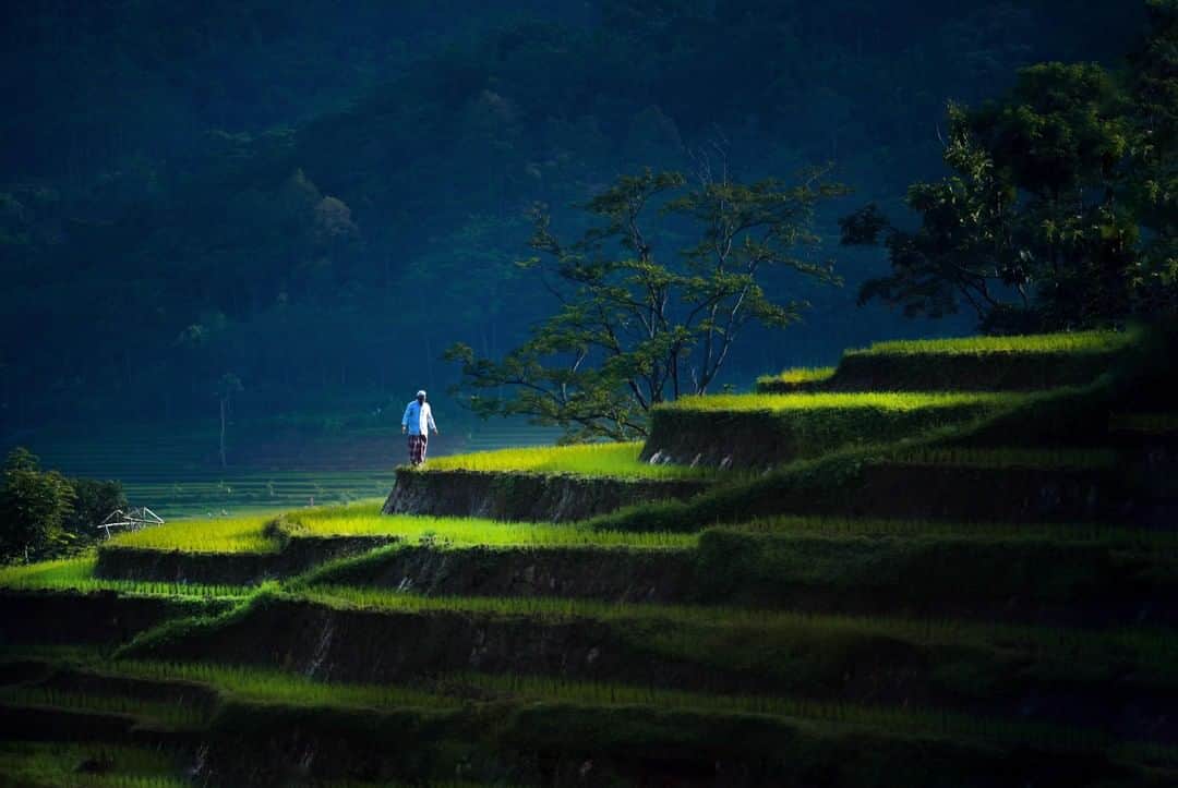 Canon Asiaのインスタグラム：「“This was shot at Trawas, East Java, Indonesia. Many beautiful rice fields can be found there as majority of the East Java population are farmers. With that, I believe that the beauty of Trawas Mojokerto lies within the rice fields there.” • Direct your viewers' eyes 👀 to the subject of your shot by incorporating a spotlight effect in your photograph. You can do this by making use of the strong sun beams 🌞 that may be shining on your subject, just like how it is on the subject in @okyarisandi’s shot. • 📷 Image by @okyarisandi shot using the Canon EOS 5D Mark II |Canon EF 70-200mm f/2.8L USM | f/2.8 | ISO 320 | 1/1250s | 200mm  Want your photos to be featured too? Tag them with #canonasia or submit them on My Canon Story, link in bio!  #canonasia #photography #trawas #trawasmojokerto #indonesia #igindonesia #travel #travelphotography #nature #naturephotography #naturelovers #ricefield」