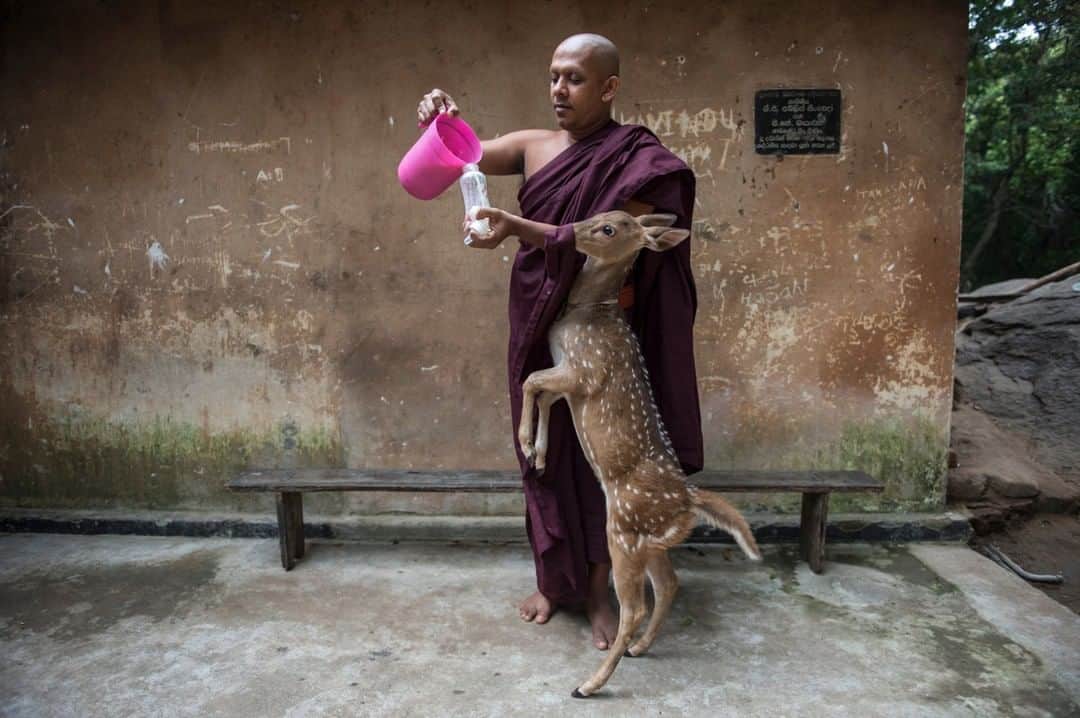 National Geographic Travelさんのインスタグラム写真 - (National Geographic TravelInstagram)「Photo by @amivitale | Prema Ratana takes care of a spotted deer that he rescued after he found it alone in the forest without his mother at the Ritigala Monastery, an ancient Buddhist monastery in Sri Lanka. Today, Sri Lanka is known for its beautiful white beaches, wildlife and culture. The country’s civil war ended in 2009  and the hope is that it can move forward and begin to solve some of the issues of postwar reconciliation, a story I covered for National Geographic (@natgeo). Follow @amivitale for more uplifting stories from around the world. @natgeoimagecollection @thephotosociety #buddhism #buddhist #srilanka #asia」4月5日 4時03分 - natgeotravel