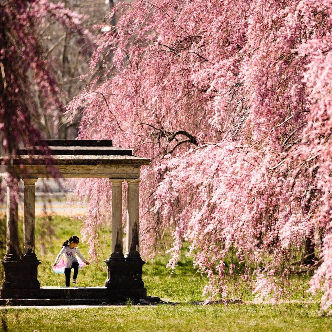 NBC Newsさんのインスタグラム写真 - (NBC NewsInstagram)「A young girl walks among the blossoming #cherryblossoms in Fairmount Park, #Philadelphia. . 📷 @apmrourke / @apnews」4月5日 4時36分 - nbcnews