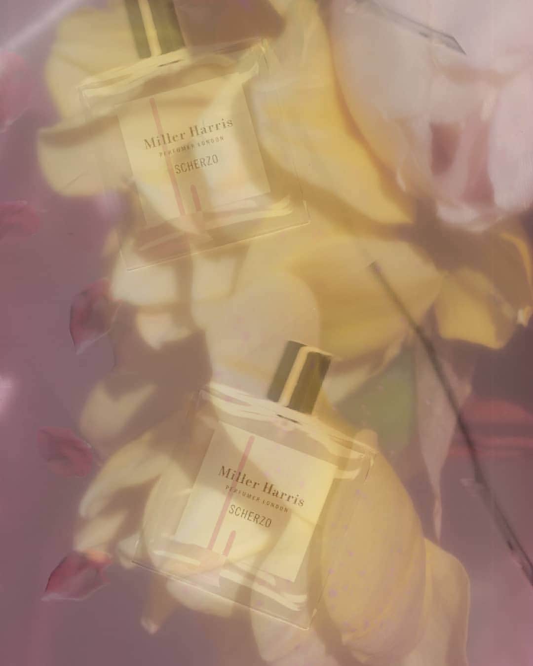 のインスタグラム：「A base of golden olibanum shimmers with oudh, earthy patchouli and a sprinkling of sugar to capture the feeling of a confectioner’s window... #Scherzo #TenderIsTheNight」