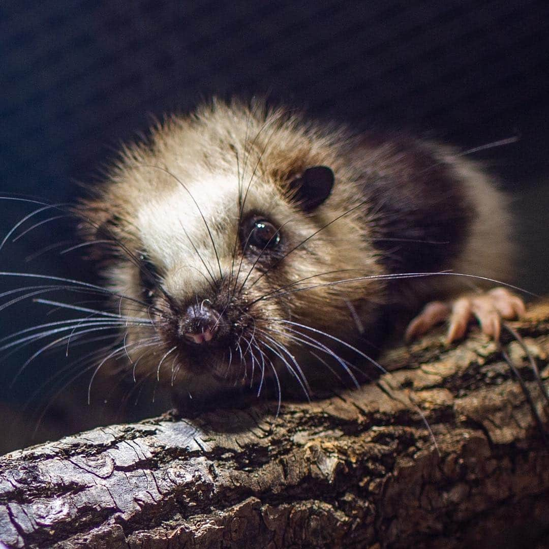 スミソニアン国立動物園のインスタグラム