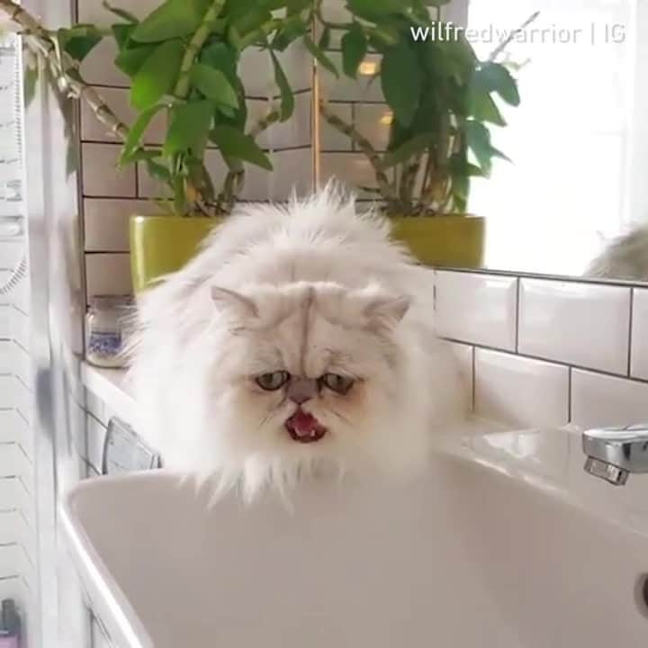 のインスタグラム：「Wilfred meow politely asking for the tap to be turned on ⠀ ⠀ 📹@wilfredwarrior⠀ ⠀ #meowed #wilfredwarrior #persian #Chinchilla」
