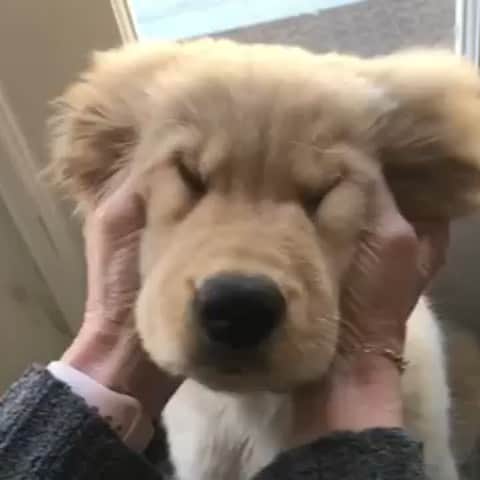DogsOf Instagramのインスタグラム：「“SQUISH!” writes @captainthegoldenn  #dogsofinstagram」