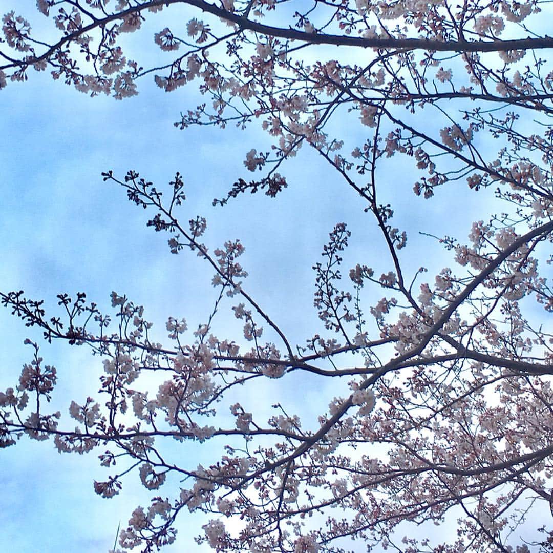 ecruのインスタグラム：「2019/04/05 (fri) 気付いたら3月が終わり、大好きな季節になっていました🌸 ・ 息子の卒業式と受験で慌ただしいうえに、引越しが決まり、過労で体調を崩したり…と目まぐるしく過ぎていった3月でした。 ・ 大役を仰せつかった卒業式も無事終わり、息子は大学生に。 塾講師のバイトも始まり、新生活がスタートしています😊 ・ 相変わらず1.5倍速の毎日で、インスタはすっかりご無沙汰に。。。 引越しが終わるまでもうしばらくのんびりの更新になりますが、よろしくお願いします😊 ・ #april #桜 #さくら #sakura #春 #引越しは近くです #写真は新居の桜 #桜がいっぱいで嬉しいな🌸」