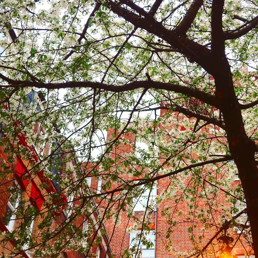 宋美玄さんのインスタグラム写真 - (宋美玄Instagram)「ロンドンの桜も満開🌸メリーポピンズリターンズのラストシーンのよう。 #桜2019 #ロンドン #ロンドンの桜 #メリーポピンズリターンズ」4月5日 6時49分 - mihyonsongkobe