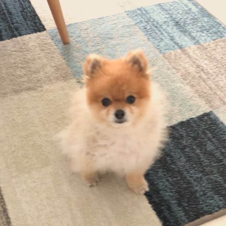 RIO POMEのインスタグラム：「ママさん…  いくの？ いっちゃうの…？ . 身支度しているママさんを毎朝この切ないお顔でガン見するリオです✨ . うしろがみひかれるよー💦  #ポメラニアン #pomeranian  #犬 #dog #dogstagram#doglover #愛犬 #わんこ #ポメラニアン大好き #ポメラニアンが世界一可愛い #pom #ぽめらにあん #ポメ#pomeraniansofinstagram  #pomeranianlove #ふわもこ部 #いぬバカ部 #癒しわんこ#instapic#pomstagram #puppy #dogsofinstagram #cute#cutedog #すぐ帰るからね」