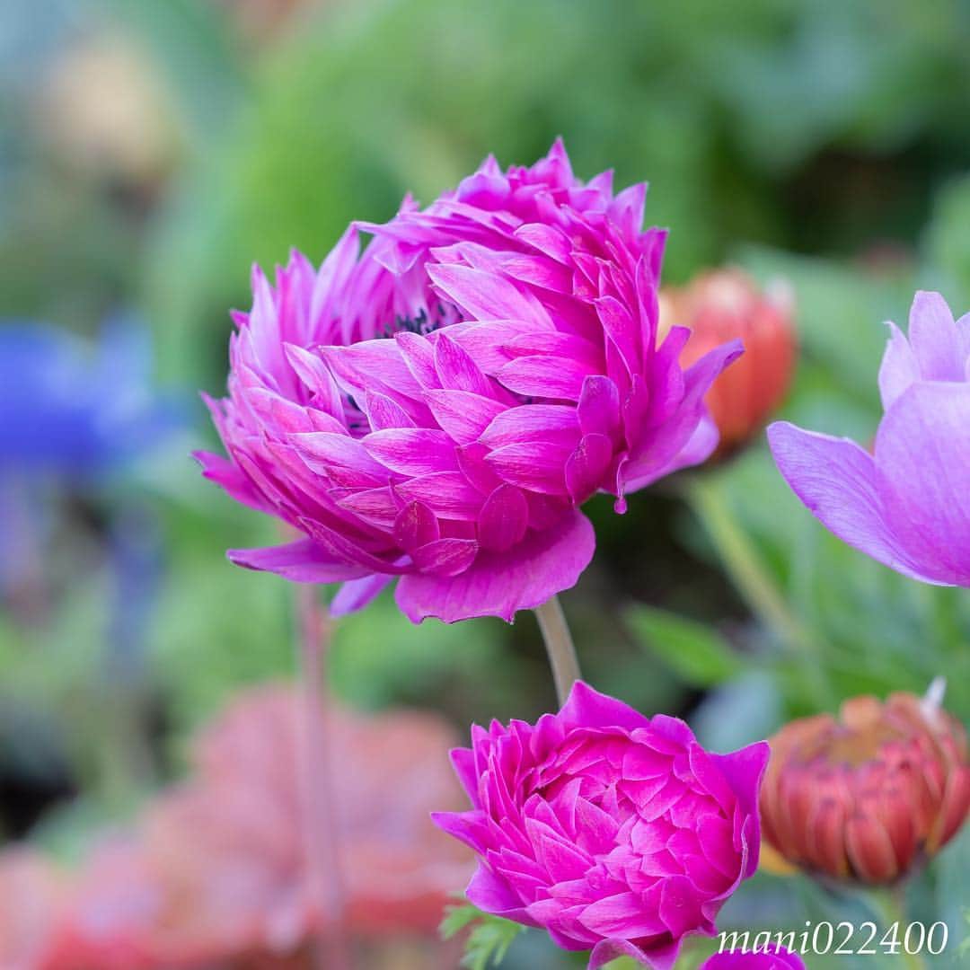 mani022400のグルメインスタ