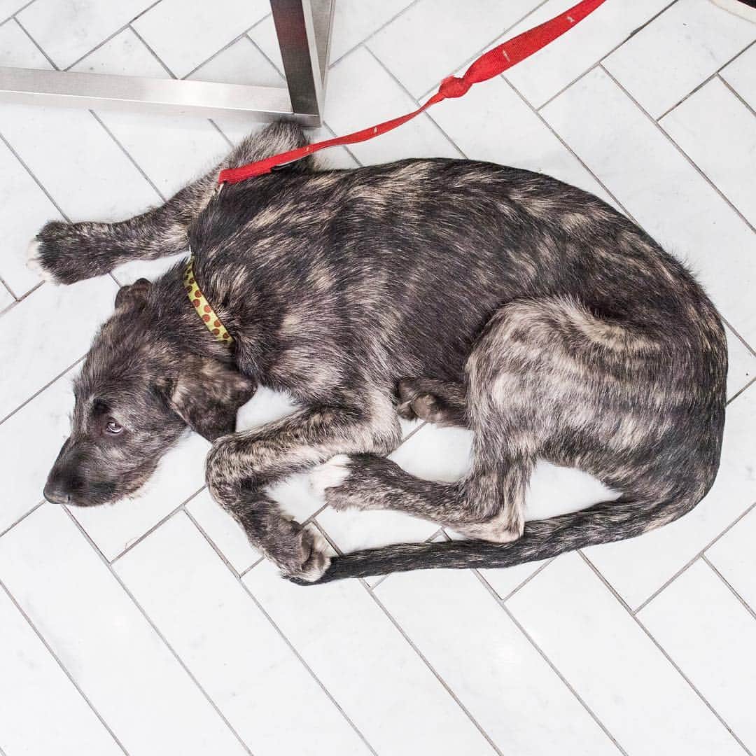 The Dogistさんのインスタグラム写真 - (The DogistInstagram)「Lola, Irish Wolfhound (12 w/o), Dean & Flatbush Ave., Brooklyn, NY • “She’s our second Wolfhound. She’s 42 lbs but will be 145.”」4月5日 7時03分 - thedogist