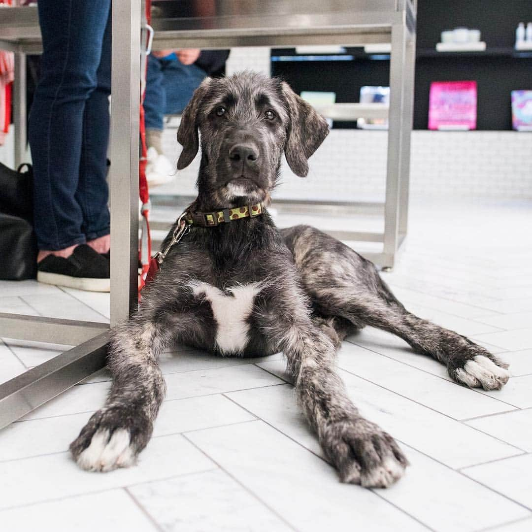 The Dogistさんのインスタグラム写真 - (The DogistInstagram)「Lola, Irish Wolfhound (12 w/o), Dean & Flatbush Ave., Brooklyn, NY • “She’s our second Wolfhound. She’s 42 lbs but will be 145.”」4月5日 7時03分 - thedogist