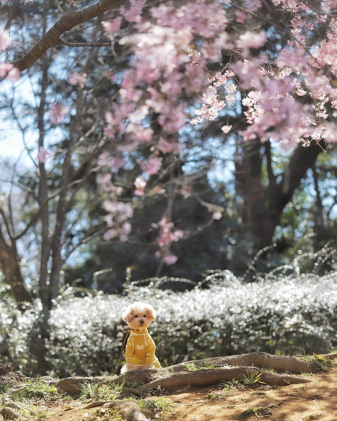 Maruさんのインスタグラム写真 - (MaruInstagram)「The ephemeral beauty of cherry blossoms. ✿.*・✿.*・ ちびっこいまるさん。 きりりと凛々しいお顔ですのよ。 注；女子です（笑） 撮影；maimai ✿.*・✿.*・ ✿.*・✿.*・ ✿.*・✿.*・ #caniche#toutou#癒し犬#いぬすたぐらむ#トイプードル部#わんすたぐらむ#今日のわんこ#まる#maru #instadog#alldog#dogscorner#dogs_of_instagram#fluff#doggram#dogstagram #poodlemania#inutokyo#トイプードル#toypoodle#ワンコ#幸せお届け隊#ふわもこ部#toypoo#ToyPoodlegram#toypoodlelove#桜」4月5日 7時04分 - akiyomaru