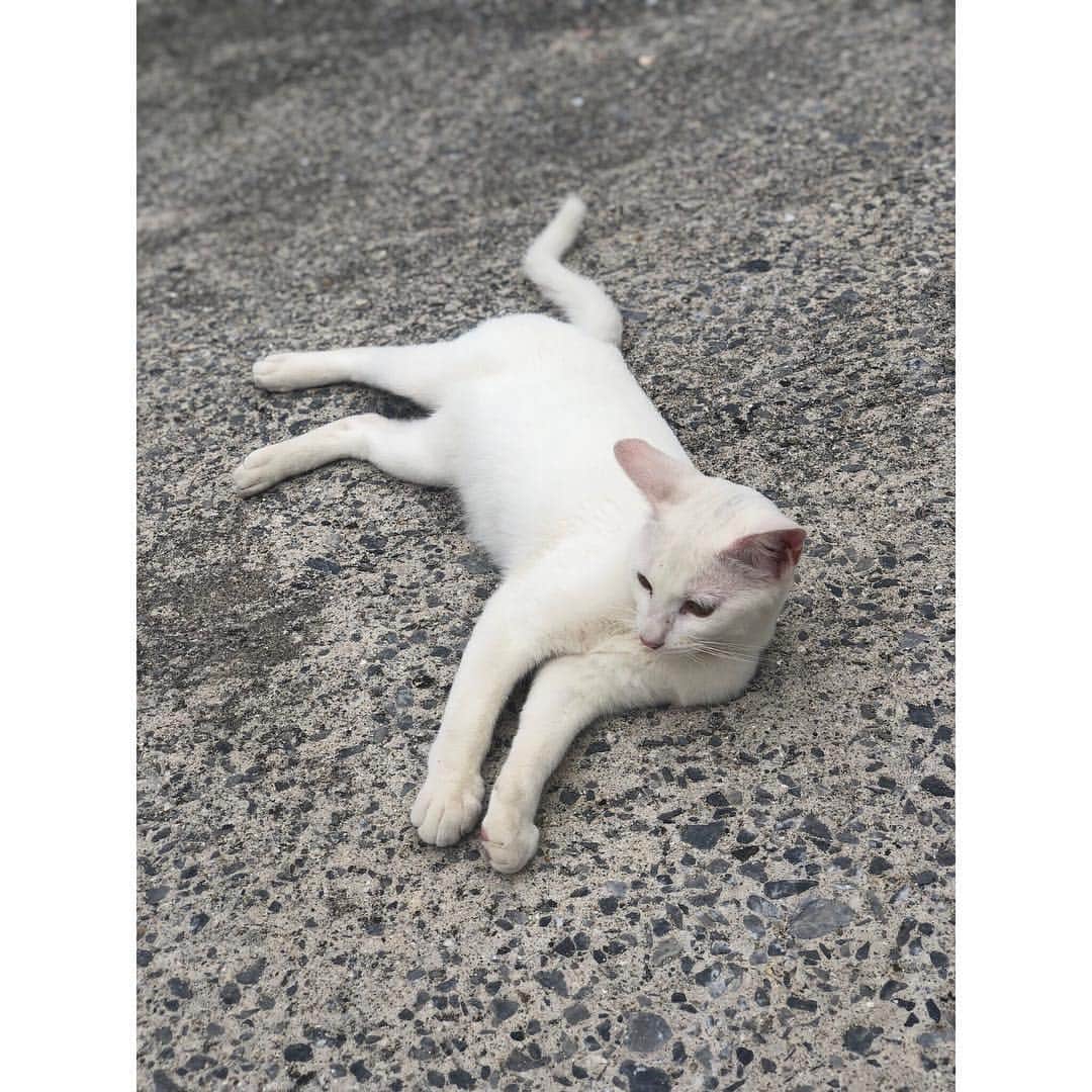 ジヒョク のインスタグラム：「개냥이 !!!!!!」