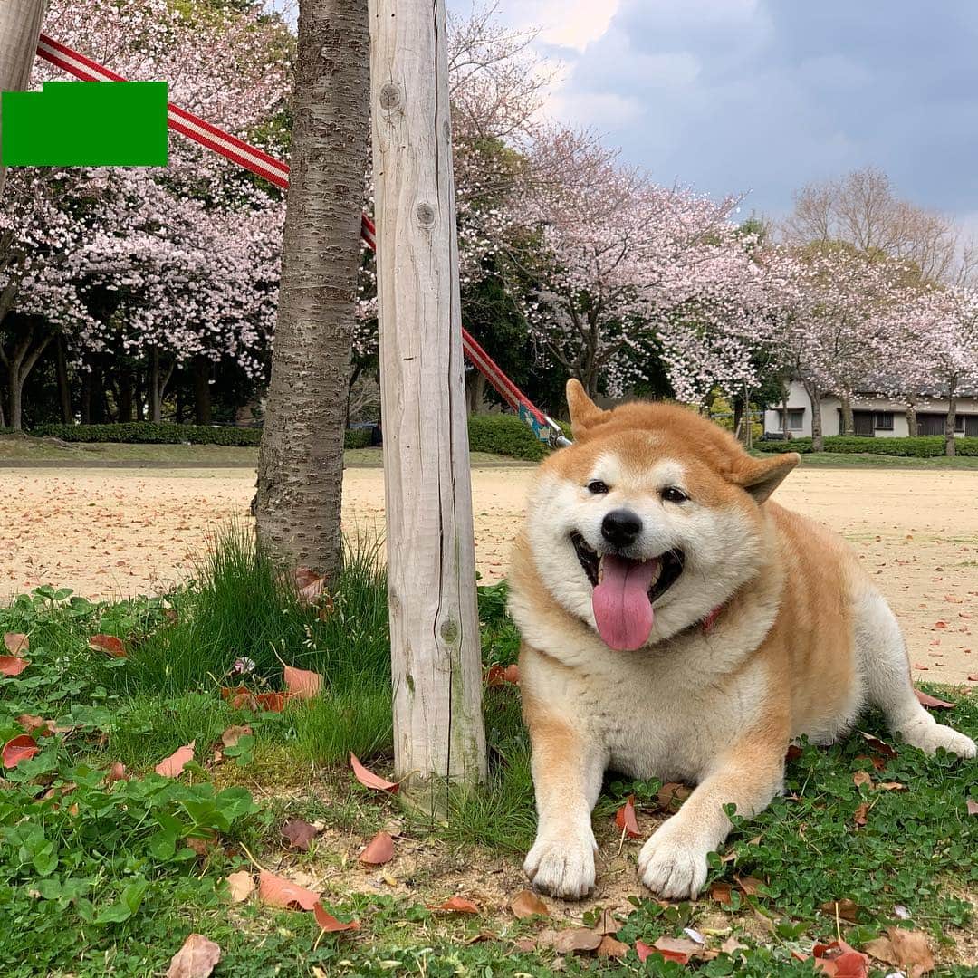柴犬 たろさんのインスタグラム写真 - (柴犬 たろInstagram)「また🌸桜ﾀﾞﾖ 土曜日、病院のあと、 家に帰ろーとしたら、 タロが山の上に行くと🗻 引っ張るので、着いていくと 🐕🐖👩‍🦱 桜が満開🌸でした。 ここの桜は初めて見ました🐖💕 タロちゃんありがとう❤ ❁ ❁︎ #野球のボールに夢中のタロ #病室から出たがるタロ🐖 #柴犬 #shibainu #japanesedog #sakura」4月5日 12時46分 - tarochantarochan