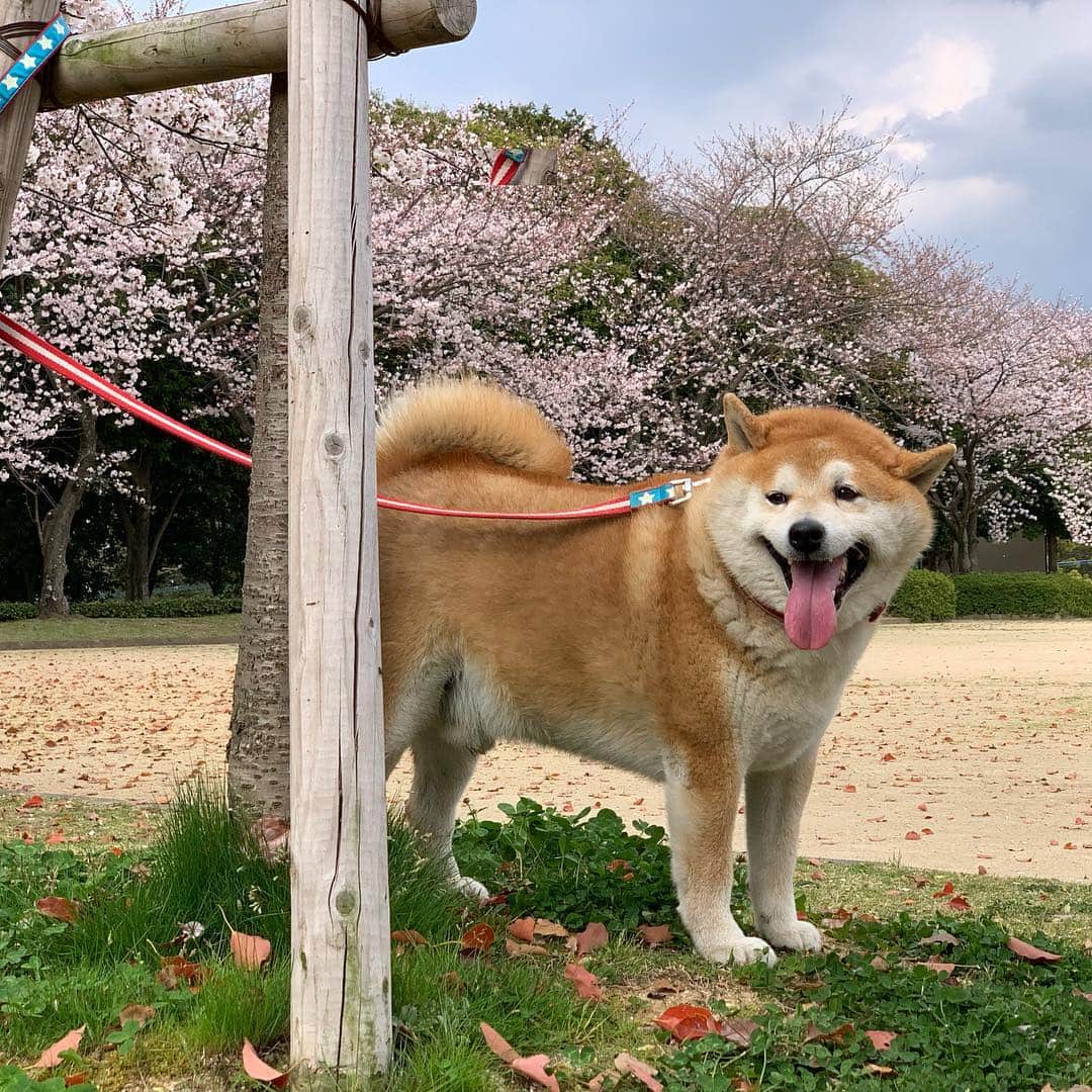 柴犬 たろさんのインスタグラム写真 - (柴犬 たろInstagram)「また🌸桜ﾀﾞﾖ 土曜日、病院のあと、 家に帰ろーとしたら、 タロが山の上に行くと🗻 引っ張るので、着いていくと 🐕🐖👩‍🦱 桜が満開🌸でした。 ここの桜は初めて見ました🐖💕 タロちゃんありがとう❤ ❁ ❁︎ #野球のボールに夢中のタロ #病室から出たがるタロ🐖 #柴犬 #shibainu #japanesedog #sakura」4月5日 12時46分 - tarochantarochan