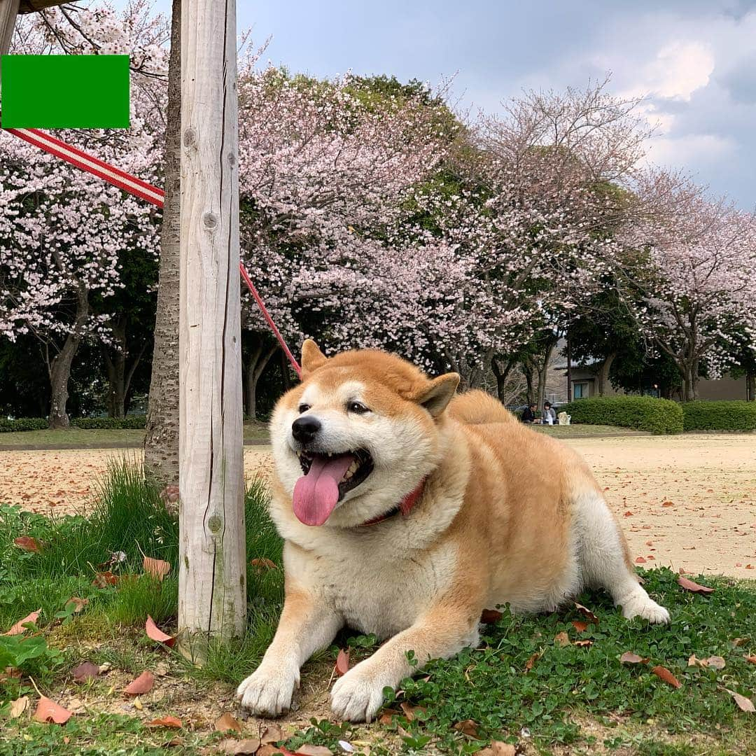 柴犬 たろさんのインスタグラム写真 - (柴犬 たろInstagram)「また🌸桜ﾀﾞﾖ 土曜日、病院のあと、 家に帰ろーとしたら、 タロが山の上に行くと🗻 引っ張るので、着いていくと 🐕🐖👩‍🦱 桜が満開🌸でした。 ここの桜は初めて見ました🐖💕 タロちゃんありがとう❤ ❁ ❁︎ #野球のボールに夢中のタロ #病室から出たがるタロ🐖 #柴犬 #shibainu #japanesedog #sakura」4月5日 12時46分 - tarochantarochan