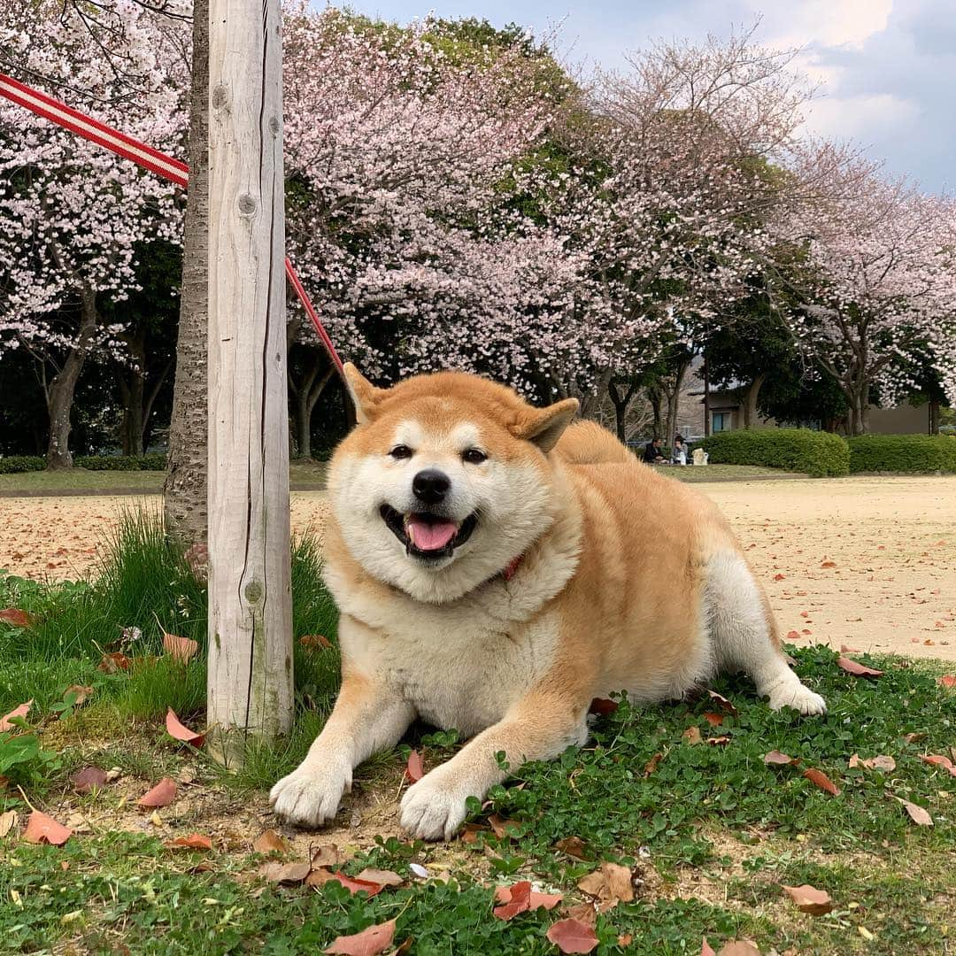 柴犬 たろさんのインスタグラム写真 - (柴犬 たろInstagram)「また🌸桜ﾀﾞﾖ 土曜日、病院のあと、 家に帰ろーとしたら、 タロが山の上に行くと🗻 引っ張るので、着いていくと 🐕🐖👩‍🦱 桜が満開🌸でした。 ここの桜は初めて見ました🐖💕 タロちゃんありがとう❤ ❁ ❁︎ #野球のボールに夢中のタロ #病室から出たがるタロ🐖 #柴犬 #shibainu #japanesedog #sakura」4月5日 12時46分 - tarochantarochan