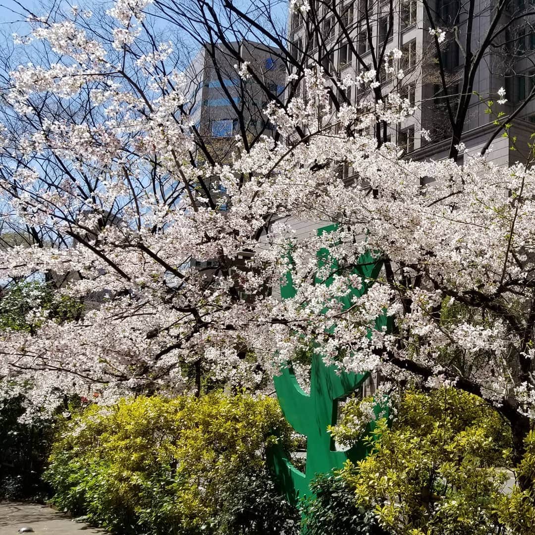 のインスタグラム：「移動中もさくら散歩できる この時期は幸せですね🌸」