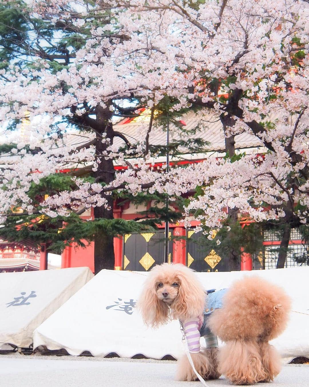 Toypoodle Mikuru?Asakusa Tokyoさんのインスタグラム写真 - (Toypoodle Mikuru?Asakusa TokyoInstagram)「20190405 Friday. Good morning! Friends 💕 桜満開🌸 . ❶ 浅草神社 ❷ 影向堂 ❸ みくるの法則動画 今日はどっち？ ❹ 仲見世通り ❺ 東京メトロ銀座線 ちか男くん . 朝から桜散歩満喫🌸 お家に帰ってみくるは満腹。 さぁ、ロードーのお時間ですよ😭 . #七駅七彩 #浅草駅 #浅草神社」4月5日 7時33分 - purapura299