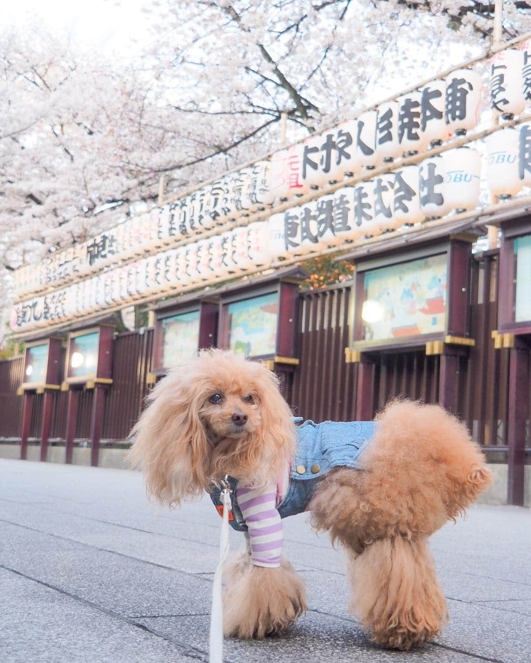 Toypoodle Mikuru?Asakusa Tokyoさんのインスタグラム写真 - (Toypoodle Mikuru?Asakusa TokyoInstagram)「20190405 Friday. Good morning! Friends 💕 桜満開🌸 . ❶ 浅草神社 ❷ 影向堂 ❸ みくるの法則動画 今日はどっち？ ❹ 仲見世通り ❺ 東京メトロ銀座線 ちか男くん . 朝から桜散歩満喫🌸 お家に帰ってみくるは満腹。 さぁ、ロードーのお時間ですよ😭 . #七駅七彩 #浅草駅 #浅草神社」4月5日 7時33分 - purapura299