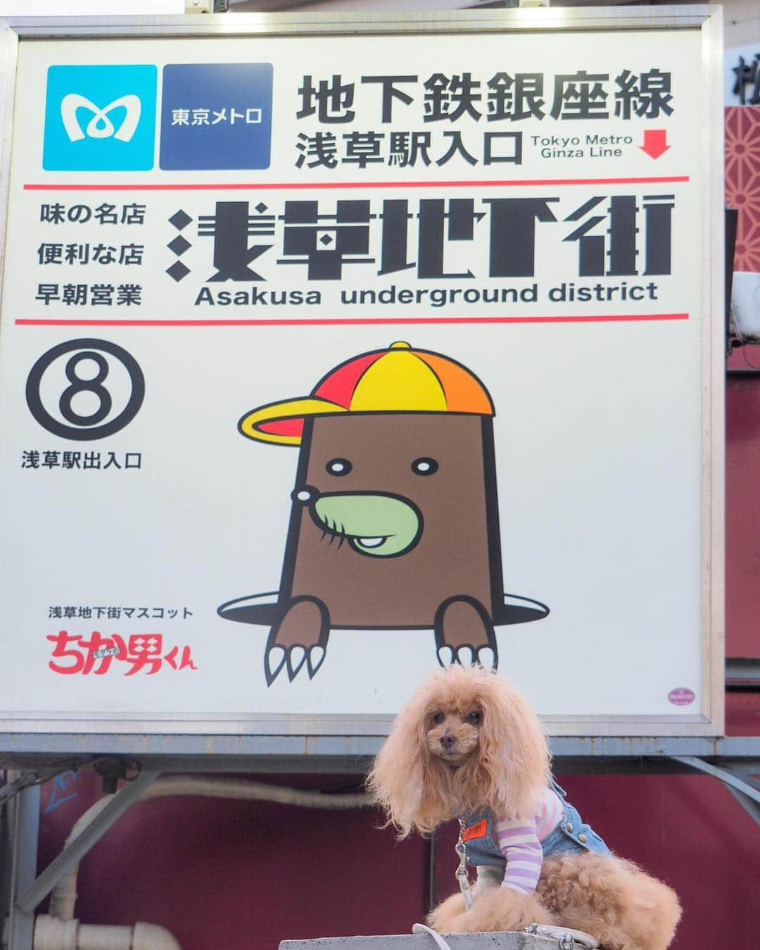 Toypoodle Mikuru?Asakusa Tokyoさんのインスタグラム写真 - (Toypoodle Mikuru?Asakusa TokyoInstagram)「20190405 Friday. Good morning! Friends 💕 桜満開🌸 . ❶ 浅草神社 ❷ 影向堂 ❸ みくるの法則動画 今日はどっち？ ❹ 仲見世通り ❺ 東京メトロ銀座線 ちか男くん . 朝から桜散歩満喫🌸 お家に帰ってみくるは満腹。 さぁ、ロードーのお時間ですよ😭 . #七駅七彩 #浅草駅 #浅草神社」4月5日 7時33分 - purapura299