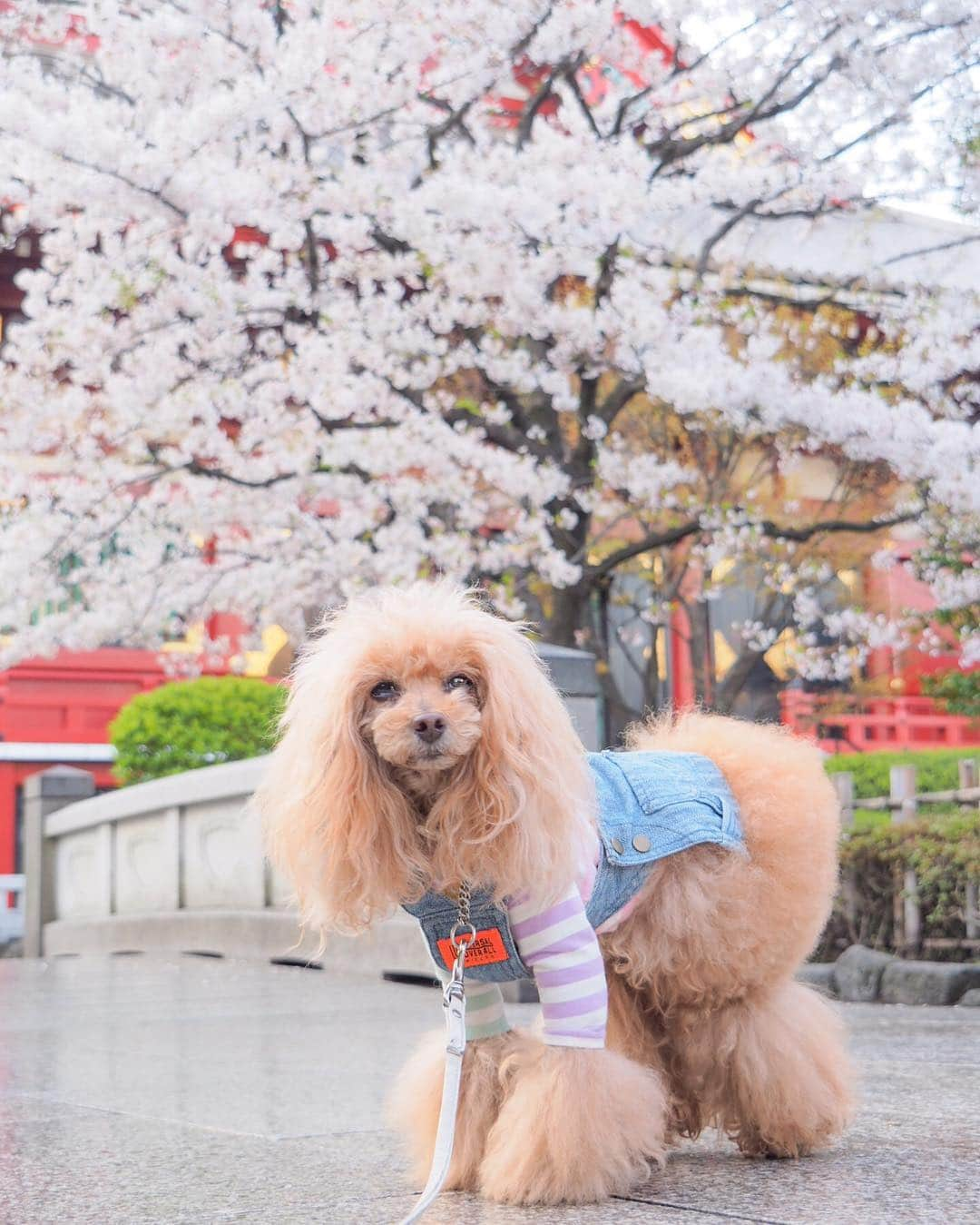 Toypoodle Mikuru?Asakusa Tokyoさんのインスタグラム写真 - (Toypoodle Mikuru?Asakusa TokyoInstagram)「20190405 Friday. Good morning! Friends 💕 桜満開🌸 . ❶ 浅草神社 ❷ 影向堂 ❸ みくるの法則動画 今日はどっち？ ❹ 仲見世通り ❺ 東京メトロ銀座線 ちか男くん . 朝から桜散歩満喫🌸 お家に帰ってみくるは満腹。 さぁ、ロードーのお時間ですよ😭 . #七駅七彩 #浅草駅 #浅草神社」4月5日 7時33分 - purapura299