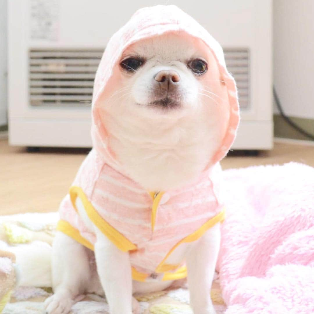 KORIKIさんのインスタグラム写真 - (KORIKIInstagram)「おはようございます♪ * #チーン #dogofsapporo #dog, #dogs, #dogstagram,#chihuahua,#犬バカ部,#チワワ,#koriki, #hanadog #白スムチ連合会, #スムチー,  #dogofthedayjp, #dogoftheday  #ilovemydog #instadog #instapet #WhiteChihuahua  #吉娃娃 #치와와  #dogsofinstagram #Chihuahualover  #チワワの輪 #barkbox #WhiteChihuahuaParty #もふもふモフモフ」4月5日 7時41分 - koriki_dog