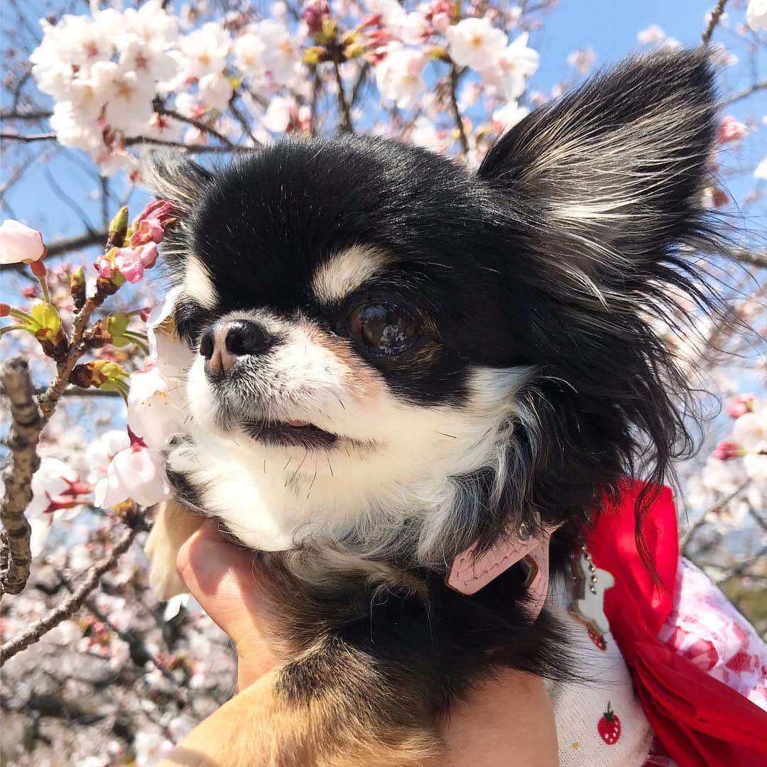 kayoのインスタグラム：「* * もうすぐ満開😆🌸🌸🌸 * * Melon💗🌸 * * #桜 #お花見 #chihuahua#chihuahualove#dogstgram#dog#instadog#チワワ#チワワ大好き * *」