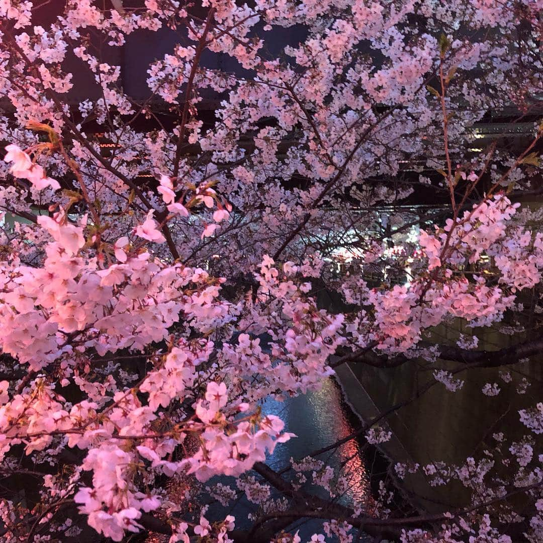 マシ・オカさんのインスタグラム写真 - (マシ・オカInstagram)「#中目黒川 #平成最後の #夜桜」4月5日 7時46分 - masioka