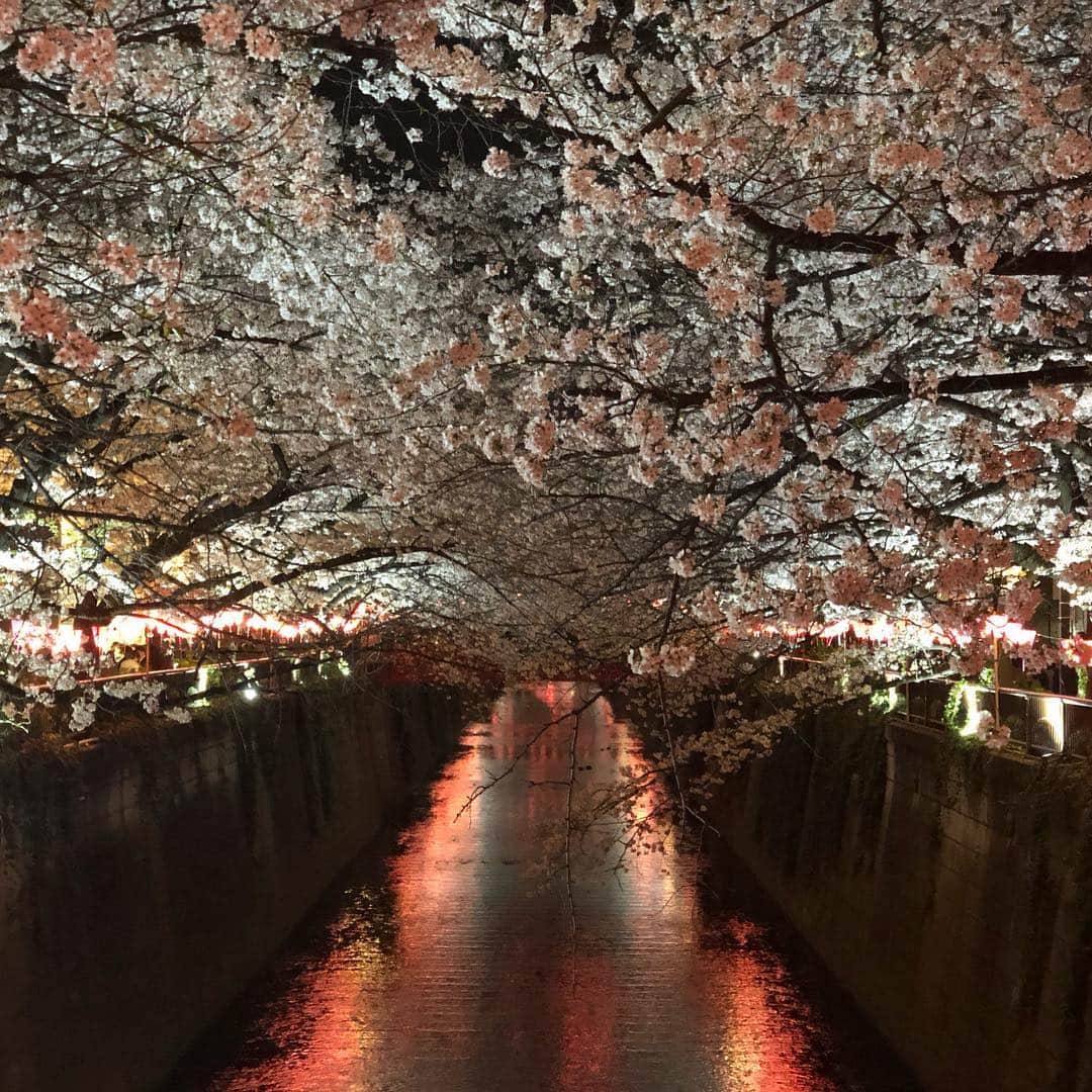 マシ・オカのインスタグラム：「#中目黒川 #平成最後の #夜桜」