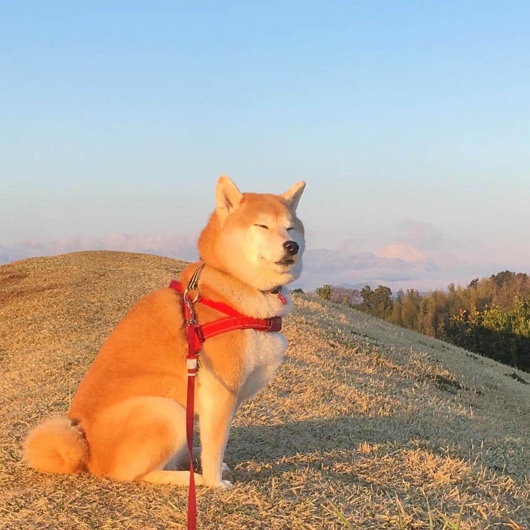 てんパパさんのインスタグラム写真 - (てんパパInstagram)「朝日が昇って、 てんこも枯れ芝もキツネ色に染まる頃、 やや霞んで見える富士を背に、 今朝もてんこはやる気十分。 #朝んぽ #丘の上のてん #世界遺産と天然記念物 #やる気あります」4月5日 7時53分 - tenchan.shiba